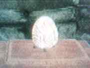 the dingly egg